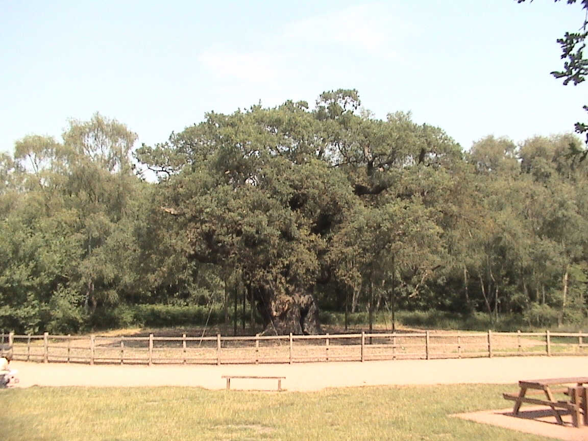 Major Oak